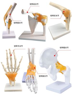 Human body joints bone elbow wrist ankle bone shoulder knees hip bone attached to the ligament of medical teaching toys model