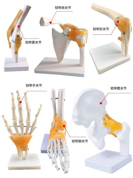 human-body-joints-bone-elbow-wrist-ankle-bone-shoulder-knees-hip-bone-attached-to-the-ligament-of-medical-teaching-toys-model