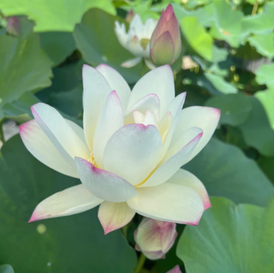 5 เมล็ด บัวนอก บัวนำเข้า บัวสายพันธุ์ Beauty Gui Lotus สีขาว สวยงาม ปลูกในสภาพอากาศประเทศไทยได้ ขยายพันธุ์ง่าย เมล็ดสด