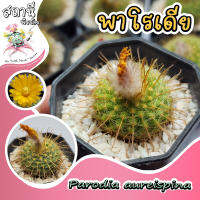 พาโรเดีย Parodia aureispina กระบองเพชร ไม้อวบน้ำ succulent แคคตัส cactus