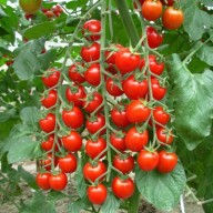 20 hạt giống cà chua chuỗi ngọc siêu ngọt F1 thumbnail