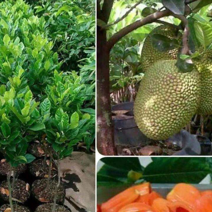 Bibit Buah Nangka Mini Jingga 8 Bulan Berbuahh Lazada Indonesia