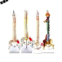 Lumbar skeleton 1:1 vertebra spinal nerve bone anatomy flexible medicine teaching model