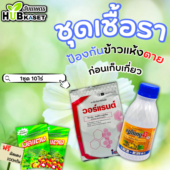 ชุดกำจัดเชื้อรา-วอร์แรนต์-แซดเทบู-1กิโลกรัม-500ซีซี-สารป้องกันข้าวก่อนเก็บเกี่ยว-แถมฟรีมัสแตง-100กรัม2ซอง