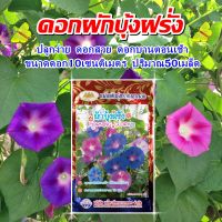 เมล็ดดอกผักบุ้งฝรั่ง MORNING GLORY เมล็ดพันธุ์ดอกผักบุ้งฝรั่ง เมล็ดพันธุ์ดอกไม้ เมล็ดดอกไม้ ตราภูเขาทอง