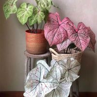 เก็บปลายทาง‼️ พร้อมส่ง  29สี   Mixing Caladium Seeds บอน ต้นบอนสี "ราชินีใบไม้" เมล็ด