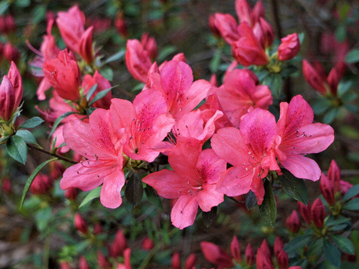 15-เมล็ดพันธุ์-bonsai-กุหลาบพันปี-ต้นโรโดเดนดรอน-azalea-rhododendron-flower-seed-อัตราการงอกของเมล็ด-80-85