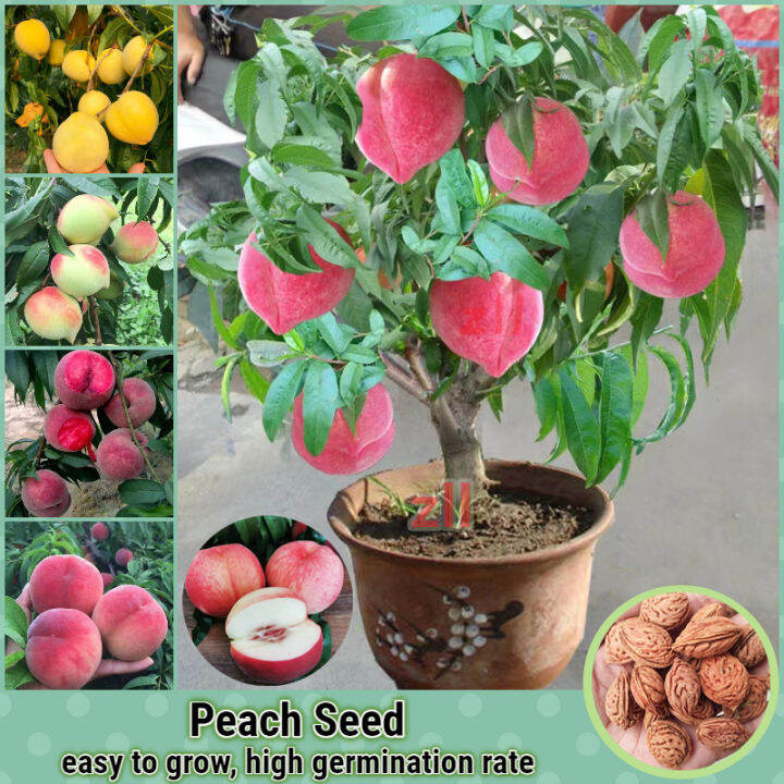 [Malaysia Easy To Grow] Peach Seeds Fresh Fruit Seeds for Planting (5