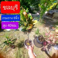 โกสน ชลบุรี สูง 40 ซม. กระถาง  6 นิ้ว ต้นโกสน