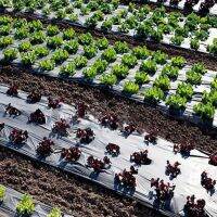 TRYANY เหยื่อล่อปลาไฟฟ้าผักสีดำ0.9510เมตรรักษาความอบอุ่นพืช Grow ฟิล์มพรุนอุปกรณ์การเกษตรถุงคลุมดินสวน