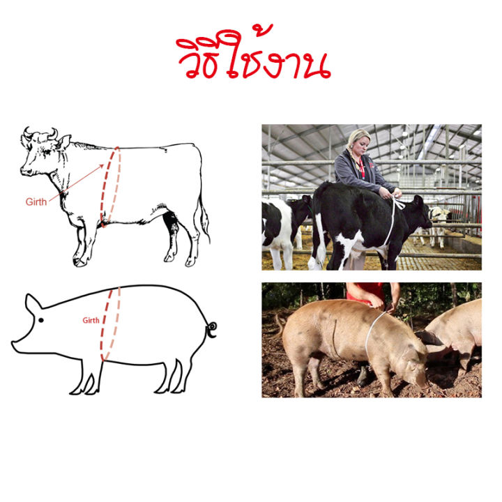 สายวัดน้ำหนัก-อุปกรณ์วัดน้ำหนัก-สายวัดน้ำหนักวัว-สายวัดน้ำหนักหมู-ปศุสัตว์-อปกรณ์ฟาร์มสัตว์