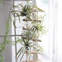 {VIVI decorations} มาใหม่ประดิษฐ์ Air Plant Tillandsia พืชประดิษฐ์ Succulent Pineapple Leaf