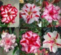 12 เมล็ด เมล็ดพันธุ์ ชวนชม สายพันธุ์ฮอลแลนด์ คละสี Adenium Seeds กุหลาบทะเลทราย Desert Rose ราชินีบอนไซ อัตรางอก 80-90% มีคู่มือปลูก