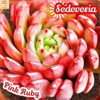 [กุหลาบหิม ทับทิมชมพู] Sedeveria Pink Ruby แคคตัส ต้นไม้ ไม้หนาม ไม้ทนแล้ง กุหลาบหิน ไม้อวบน้ำ พืชอวบน้ำ succulent cactus กระบองเพชร ของขวัญ