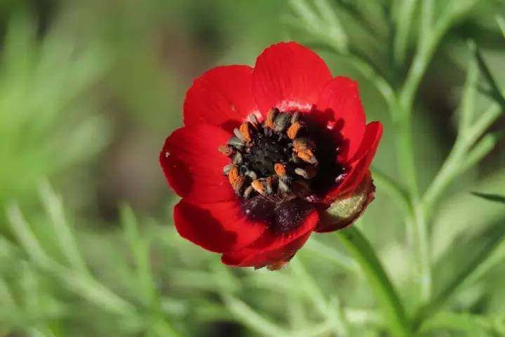 เมล็ดพันธุ์-อโดนิส-adonis-aestivalis-pheasants-eye-50-เมล็ด-เมล็ดพันธุ์นำเข้าจาก-อังกฤษ