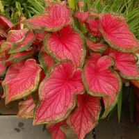 บอนสี 100เมล็ด Mixed Colors Caladium Seeds Flower Seeds ต้นไม้ฟอกอากาศ ต้นไม้ประดับ เมล็ดดอกไม้ เมล็ดบอนสี