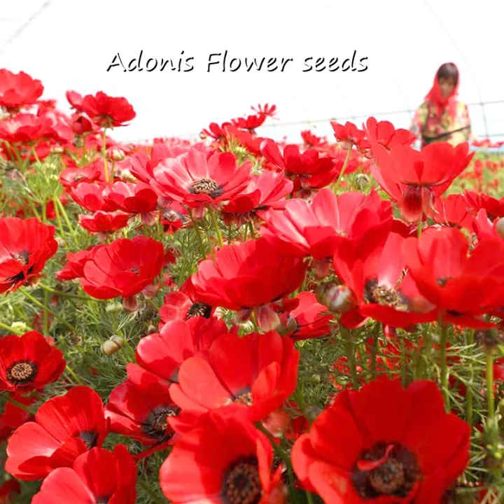 [Fast Germination] Philippines Ready Stock 100 Pcs Rare Adonis Flower