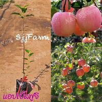 (1ต้น) ต้นกล้าแอปเปิ้ลฟูจิ (Fuji Apple)สูง ราว 90-100 ซม. เป็นต้นเสียบยอด ออกผลดก มีต้นพันธุ์พร้อมจัดส่ง