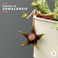 Duvalia somalensis แคคตัส กระบองเพชร cactus&amp;succulent