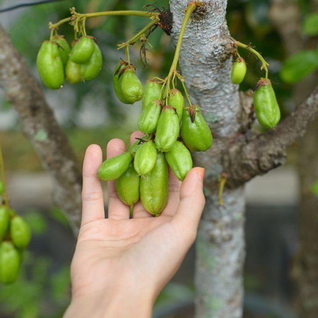 Bibit Belimbing Wuluh Pohon Belimbing Wuluh Lazada Indonesia