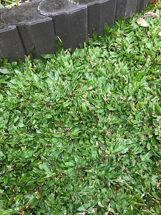 ขายส่ง-1-กิโลกรัม-เมล็ดหญ้าไทเป-หญ้ามาเลเซียแคระ-broadleaf-carpet-grass-หญ้าสวนหย่อม-สนามหญ้า-หญ้า-พันธุ์หญ้า-ชนิดหญ้า-หญ้าปูสนาม-การปลูกหญ้า