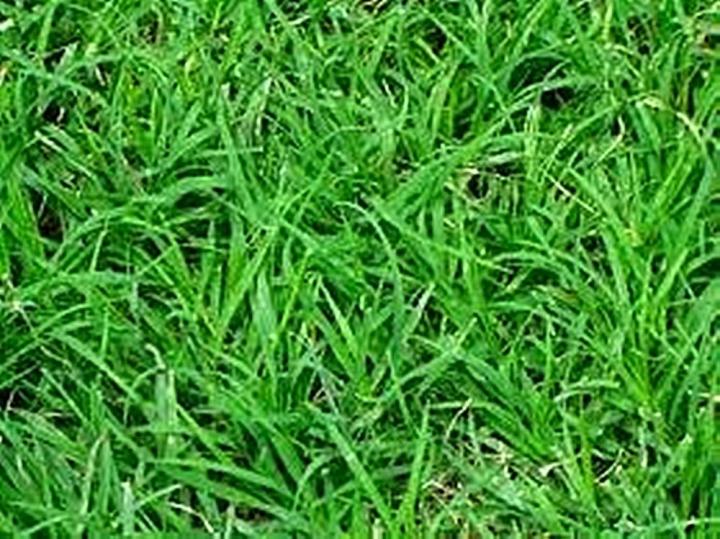 ขายส่ง-1-กิโลกรัม-เมล็ดหญ้าพาสพาลัม-paspalum-grass-หญ้าพัลธลั่ม-หญ้าปูสนาม-สนามหญ้า-หญ้าญี่ปุ่น-พืชตระกูลหญ้า-เมล็ดพันธ์หญ้า