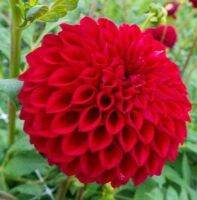 1 เหง้า/ชุุด รักเร่ Dahlia Bulb สายพันธุ์ Boom Boom Red หัวรักเร่ ดอกไม้ หัวหน่อ เหง้า นำเข้า เนเธอร์แลน หัวสดใหม่