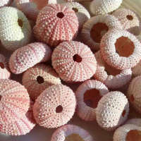 Natural Dreamy Sea Urchin Pink Sea Urchin Shell Window Design Decoration DIY Wall Sticker Decoration Mediterranean Home