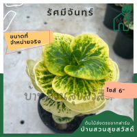 ต้นโกสน โกสน รัศมีจันทร์ พร้อมกระถาง 6 นิ้ว