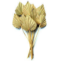 【 Cw】natural Palm Spear Fan ใบปาล์มแห้งพร้อม Stem Natural Cattail Leaf Ornament Wedding Ho Home Wall Decor Photo Props