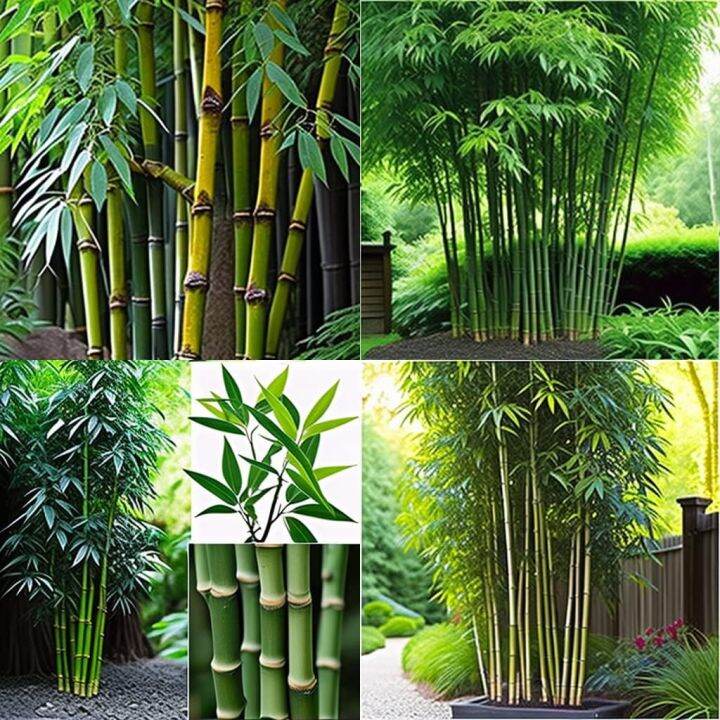Giant Timber Bamboo Seeds for Planting Exotic and Fast Growing