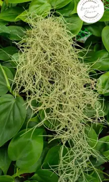 Shop Green Spanish Moss with great discounts and prices online - Oct 2023
