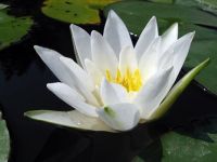 20 เมล็ด บัวสาย (Water lily) บัวอุบลชาติ บัวหลวง ฝรั่ง บัวดอกเล็ก บัวแคระ สายพันธุ์ Hermine สีขาว เหมาะสำหรับปลูกในโหล Waterlilies Lotus Seeds