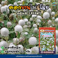 เมล็ดดอกบานไม่รู้โรย CREAMY ดอกสีครีม ประมาณ40เมล็ด ตราภูเขาทอง GOMPHRENA เมล็ดพันธุ์ดอกบานไม่รู้โรย เมล็ดพันธุ์ดอกไม้ เมล็ดดอกไม้