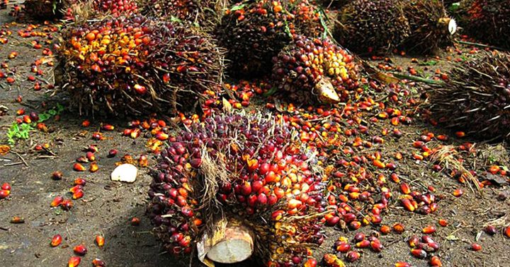 ส่งฟรี-1-ต้น-มีใบรับรอง-ต้นพันธุ์ปาล์มน้ำมัน-โกลด์เด้นเทเนอรา-gtปาล์มน้ำมันลูกผสม-dxp-oil-palm-สายพันธุ์เทเนอรา-พืชน้ำมัน-จัดส่งแบบห่อตุ้ม