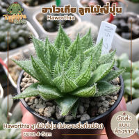 ฮาโวเทีย Haworthia ลูกไม้ญี่ปุ่น (ไม่ทราบชื่อที่แน่ชัด) ขนาด 4-5cm (ส่งแบบล้างราก)