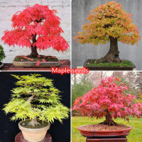 ปลูกง่าย ปลูกได้ทั่วไทย ของแท้ 100% 50pcs ต้นเมเปิ้ล Beautiful Multi-Color Maple Tree Seeds Bonsai Tree Seeds for Planting ต้นเมเปิ้ล เมล็ดเมเปิ้ล ต้นไม้มงคล ต้นไม้ฟอกอากาศ เมล็ดดอกไม้ ต้นไม้ประดับ จัดสวน Plants Seeds for Home &amp; Garden