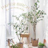 [PRE14วันค่ะ]?PAPER BIRCH(ต้นเปเปอร์เบิร์ช) ต้นประดิษฐ์งานเหมือนจริง มินิมอลสุดๆแต่งบ้านสวยมาก TREE