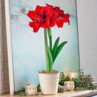 1 หัวว่าน ว่านสี่ทิศฮอลแลนด์ Amaryllis inferno 18-24 ซม สินค้านำเข้า แช่เย็นแล้ว หัวขนาดใหญ่ สินค้าจำนวนจำกัด