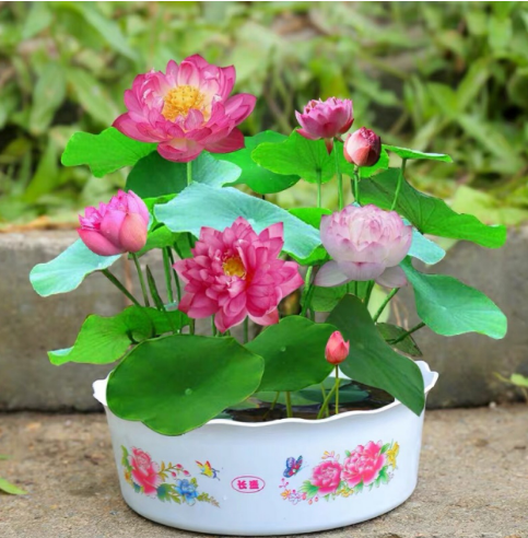 Lotus seed bowl lotus seed water lotus water lily hydroponic soilless ...