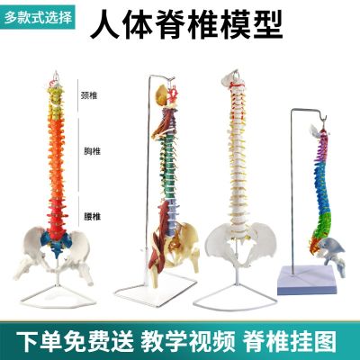 Adult human spine model bonesetting practice 1:1 cervical lumbar spine model human body skeleton model frame