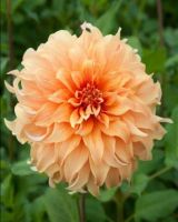 1 หน่อ เหง้า รักเร่ Dahlia Bulb สายพันธุ์ Hercules หัวรักเร่ ดอกไม้ หัวหน่อ เหง้า นำเข้า เนเธอร์แลน หัวสดใหม่