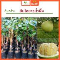 ส้มโอขาวน้ำผึ้ง สูง 70-80ซม. หวานสุดๆ ปลูกได้ทันที รับประกันพันธุ์แท้ 100% เหมาะกับอากาศเมืองไทย