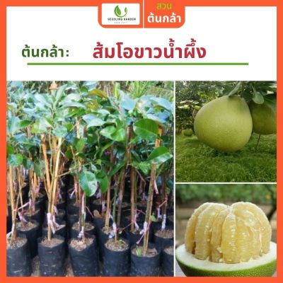 ส้มโอขาวน้ำผึ้ง สูง 70-80ซม. หวานสุดๆ ปลูกได้ทันที รับประกันพันธุ์แท้ 100% เหมาะกับอากาศเมืองไทย