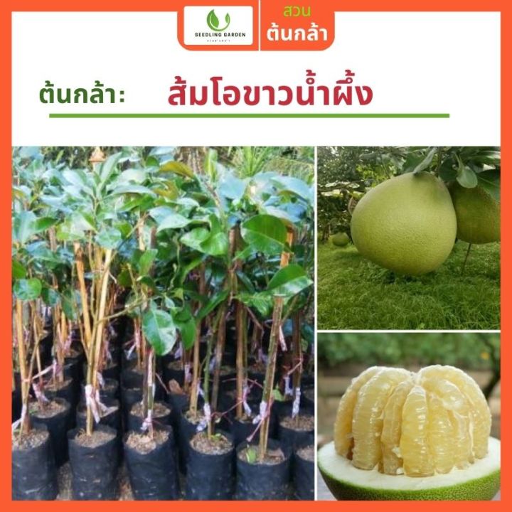 ส้มโอขาวน้ำผึ้ง-สูง-70-80ซม-หวานสุดๆ-ปลูกได้ทันที-รับประกันพันธุ์แท้-100-เหมาะกับอากาศเมืองไทย