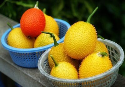 เมล็ดพันธุ์ฟักข้าว Baby jackfruit จากบ้านสวนช่วยยับยั้งเซลล์มะเร็งได้ ไม่ตัดต่อพันธุกรรมเก็บเมล็ดปลูกต่อได้ซองละ 25 บาท