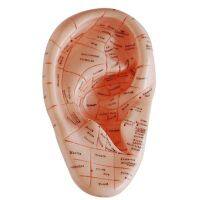 [HOT ZUQIOULZHJWG 517] เวอร์ชั่นภาษาอังกฤษ Ear Acupuncture Earpins Model Auricular Application Model Ear Acupuncture Points Model