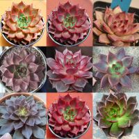 ( PRO+++ ) โปรแน่น.. 100เมล็ด/ชุด เนื้อโรมิโอ เมล็ด เมล็ดพันธ์ุ”ไม้อวบน้ำ” Succulents เมล็ด ต้นไม้มงคล ต้นไม้ฟอกอากาศ ต้นไม้ประดับ ไม้ประดับ ราคาสุดคุ้ม พรรณ ไม้ น้ำ พรรณ ไม้ ทุก ชนิด พรรณ ไม้ น้ำ สวยงาม พรรณ ไม้ มงคล