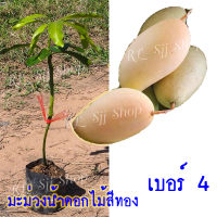 มะม่วงน้ำดอกไม้เบอร์4 (1ต้น) ต้นพันธุ์มะม่วงน้ำดอกไม้เบอร์4 มะม่วง น้ำดอกไม้ เบอร์4 ต้นเสียบยอด สูง35-40ซม. พร้อมปลูก