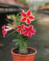 8 เมล็ด เมล็ดพันธุ์ ชวนชม สายพันธุ์ Red Star สีแดง Desert Rose Adenium Seed กุหลาบทะเลทราย ราชินีบอนไซ มีคู่มือปลูก ปลูกประดับบ้าน เป็นมงคล